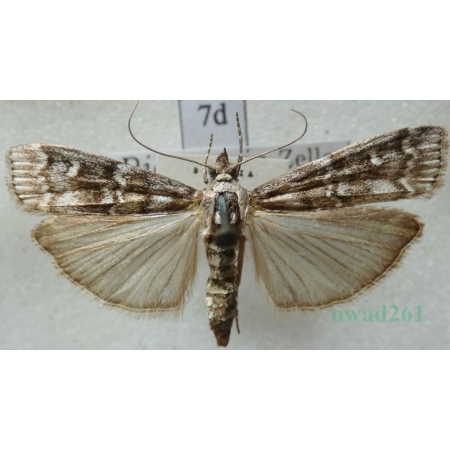 Dioryctria abietella (Denis & Schiffermüller, 1775) Szyszeń pospolity, omacnica szyszkówka Czech7d
